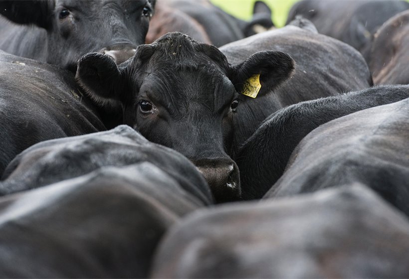 How the US-Iran crisis rocked Scottish farming