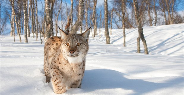 Wild talk: Scotland is debating the reintroduction of lynx again