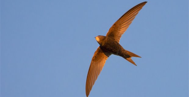 Swift bricks are to be standard in Scotland. Won't England and Wales follow?