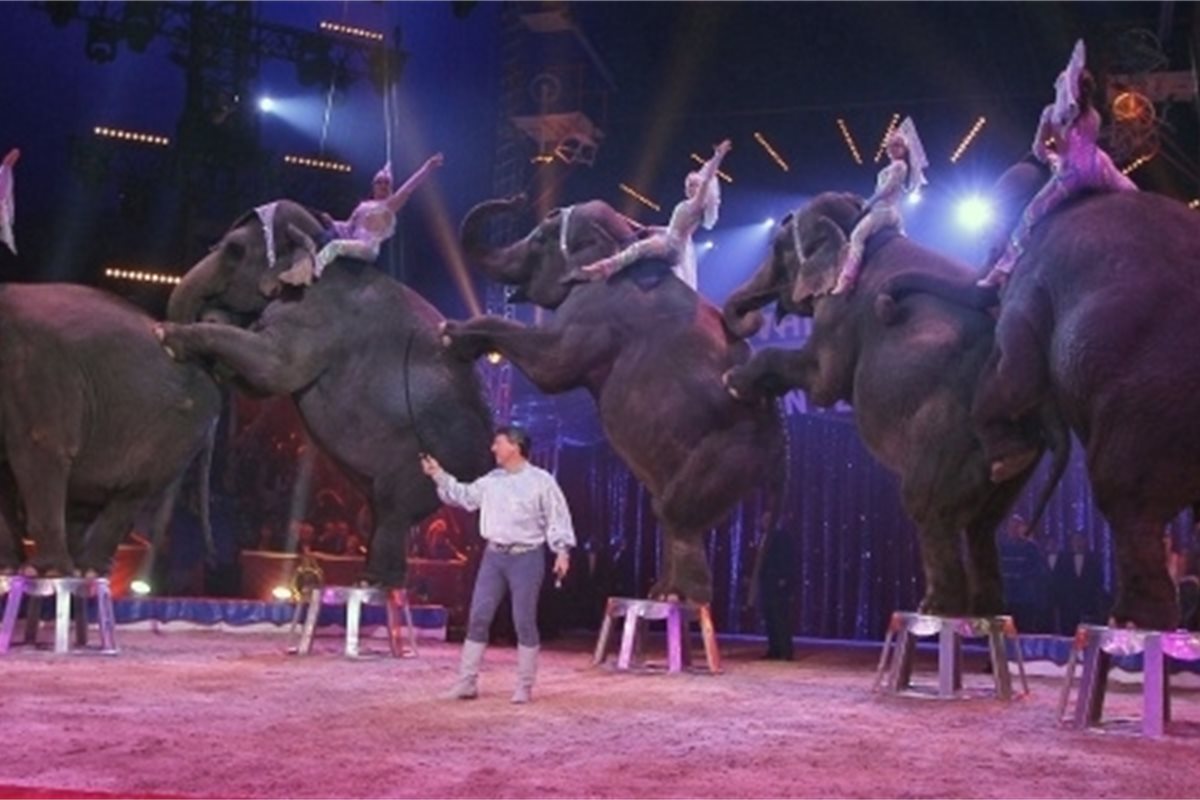 More clarity needed on circus animals ban, Holyrood Committee concludes