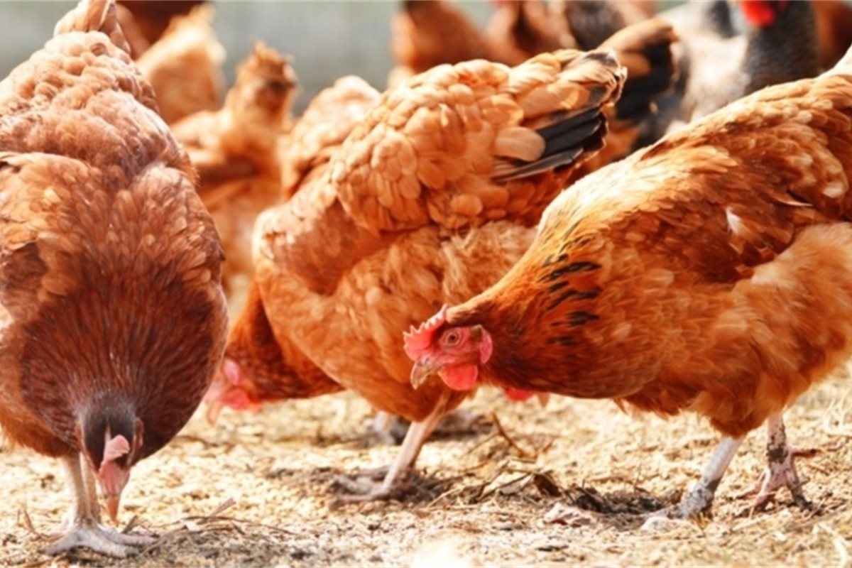 Животные на выгуле курицы. Кормление кур. Куры едят. Куры корм. Chickens are eating.