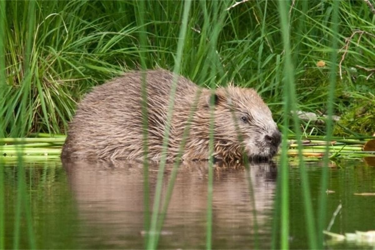 Holyrood Article | Environmental groups question delay in beaver protection
