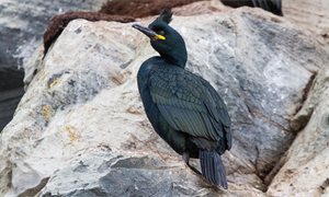 Climate change threat to seabirds, warn researchers