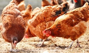 Bird flu prevention rules extended after disease spreads