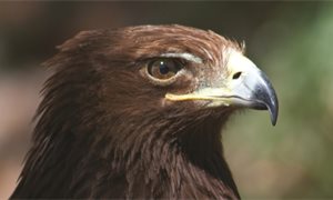 RSPB Scotland: Wildlife crimes figures represent “the tip of the iceberg”