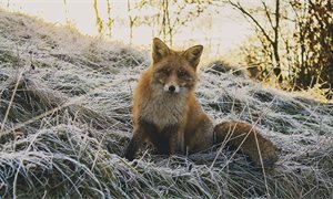 Alison Johnstone to introduce bill banning fox hunting in Scotland