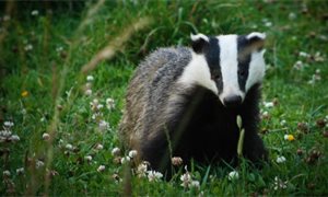 Landowners call for tougher punishments for wildlife crime