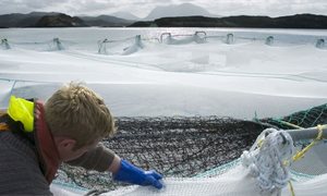 Brexit worries for salmon exports