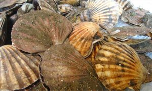 Post-Brexit shellfish export ban is indefinite, EU says