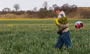 Ukrainian ex-farm workers to staff new advice hub for seasonal labourers in Scotland