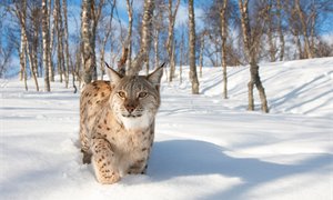 Wild talk: Scotland is debating the reintroduction of lynx again