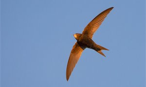 Swift bricks are to be standard in Scotland. Won't England and Wales follow?