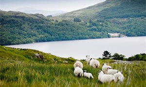Why better environmental data matters for Scotland’s rural economy