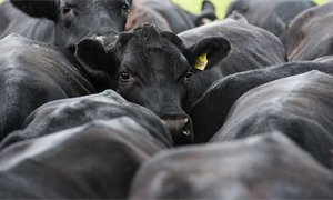 How the US-Iran crisis rocked Scottish farming