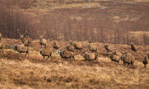 Hart of the matter – who pays for deer management?