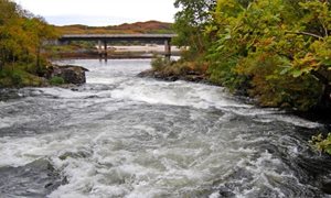 Killing wild salmon outside estuary limits prohibited for three years