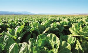 Nicola Sturgeon: UK must guarantee future of EU nationals to protect farming industry