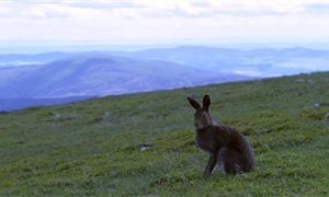 Land owners must be transparent about mountain hare culls, says Cairngorm National Park