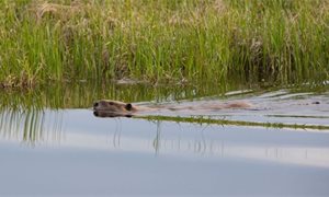 Scottish Land & Estates question delay in capturing Beauly beavers