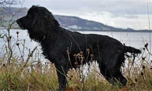 Scotland to ban electronic shock collars for dogs