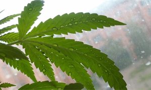 Lib Dems call for legalisation of cannabis