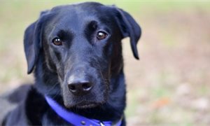 Holyrood committee to review effectiveness of dog control law