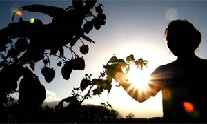 UK Minsters announce post-Brexit immigration scheme for farm workers