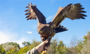 Recorded incidents of bird of prey poisonings at a record low in Scotland