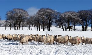 Barnett formula will not apply to post-Brexit farm payments