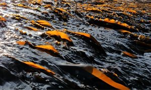 Scotland to ban kelp dredging