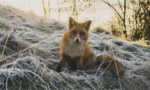 Green MSP to publish consultation on fox hunting ban